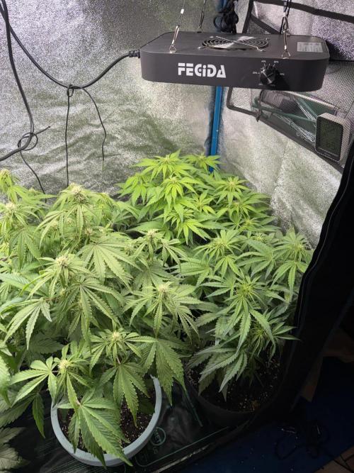 Permanent Marker - Auto Seeds. Week 9
