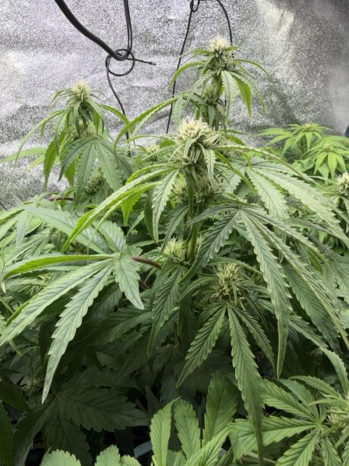 Permanent Marker - Auto Seeds. Week 9