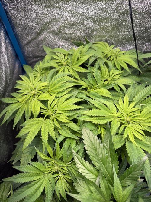 Permanent Marker - Auto Seeds. Week 9