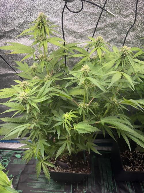 Eternity Cup 2026 - Sticky Brokkoli Auto. Week 9