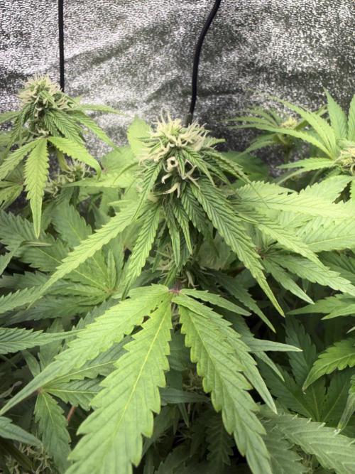 Eternity Cup 2026 - Sticky Brokkoli Auto. Week 9