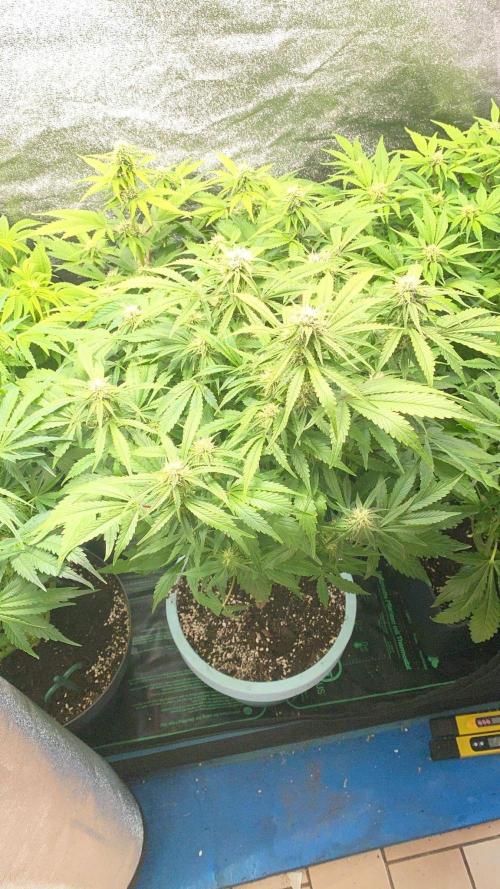 Permanent Marker - Auto Seeds. Week 10