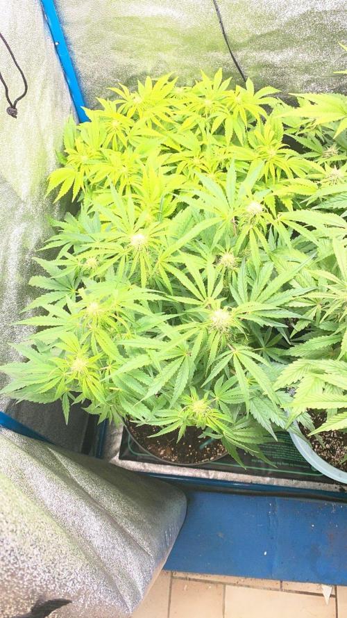 Milky Way F1 - RQS. Week 10