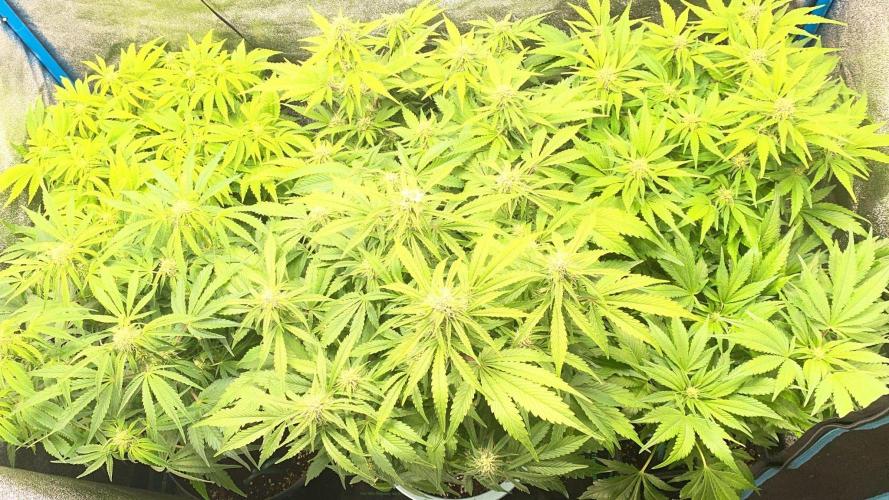 Milky Way F1 - RQS. Week 10