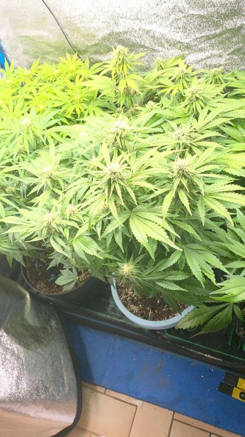 Permanent Marker - Auto Seeds. Week 10
