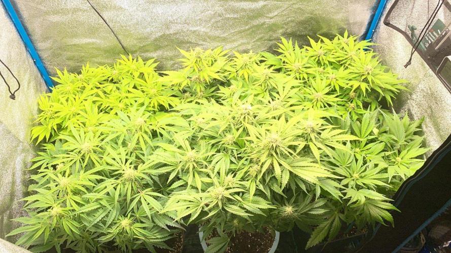 Eternity Cup 2026 - Sticky Brokkoli Auto. Week 10