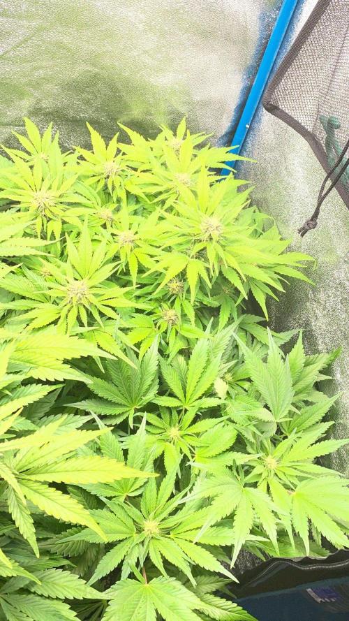 Eternity Cup 2026 - Sticky Brokkoli Auto. Week 10