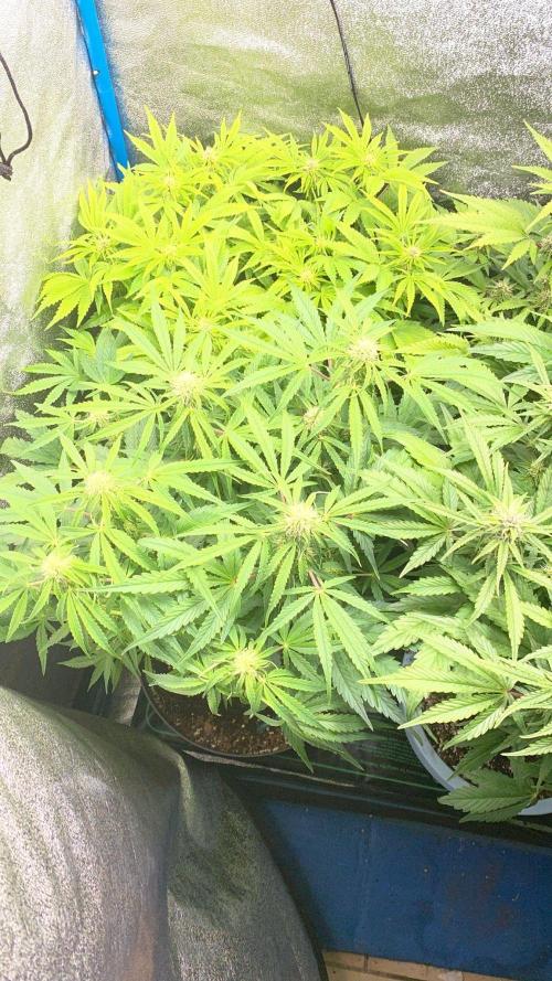 Eternity Cup 2026 - Sticky Brokkoli Auto. Week 10