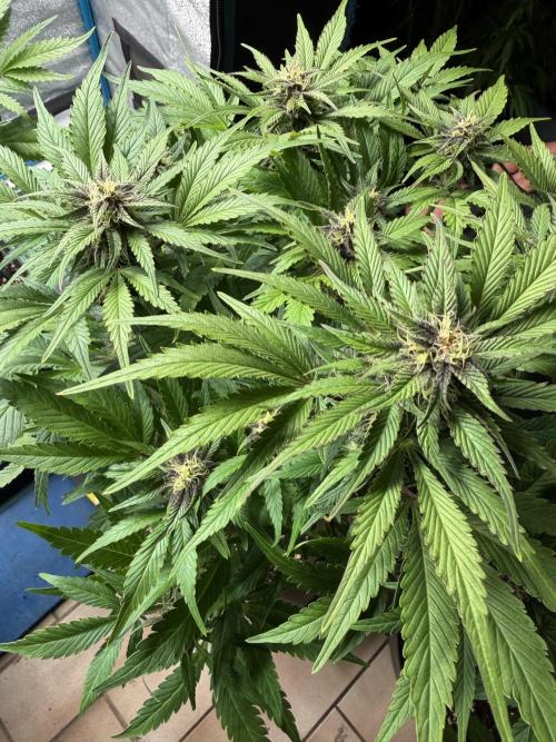 Eternity Cup 2026 - Sticky Brokkoli Auto. Week 11