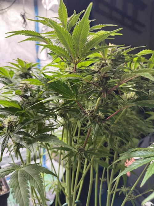 Eternity Cup 2026 - Sticky Brokkoli Auto. Week 11