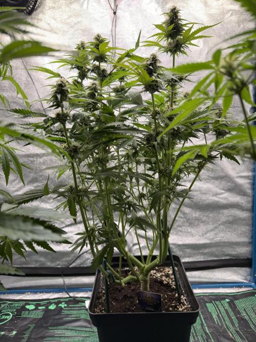 Eternity Cup 2026 - Sticky Brokkoli Auto. Week 11