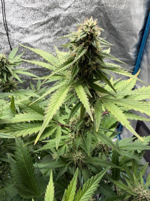 Eternity Cup 2026 - Sticky Brokkoli Auto. Week 11