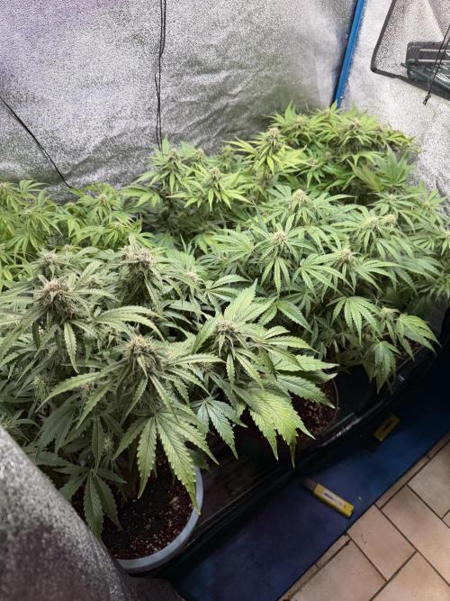Eternity Cup 2026 - Sticky Brokkoli Auto. Week 11