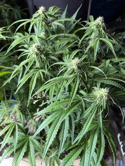 Milky Way F1 - RQS. Week 11