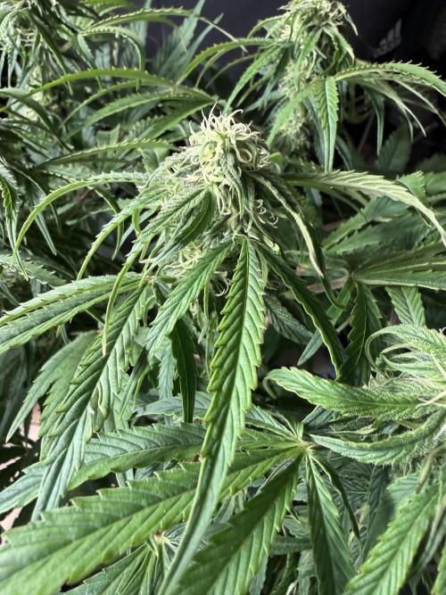 Milky Way F1 - RQS. Week 11