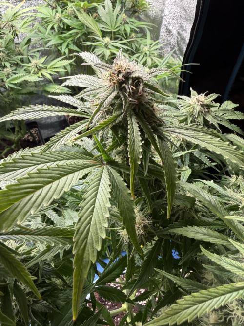 Permanent Marker - Auto Seeds. Week 11