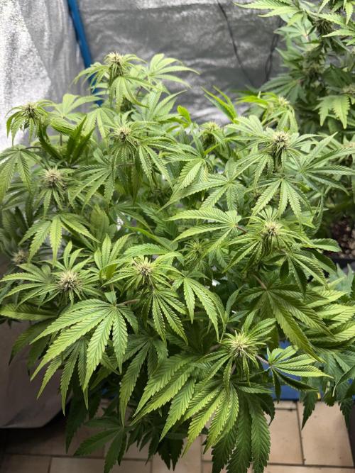 Permanent Marker - Auto Seeds. Week 11