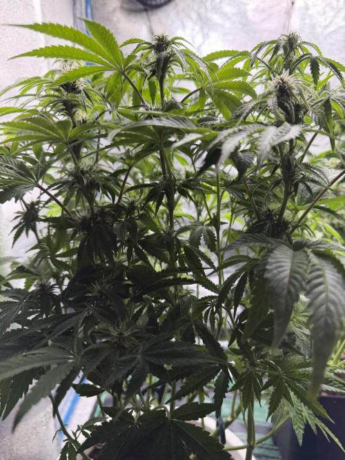 Permanent Marker - Auto Seeds. Week 11