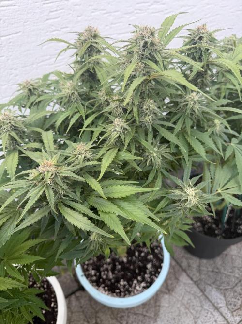 Permanent Marker - Auto Seeds. Week 11
