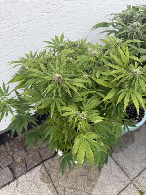 Permanent Marker - Auto Seeds. Week 11