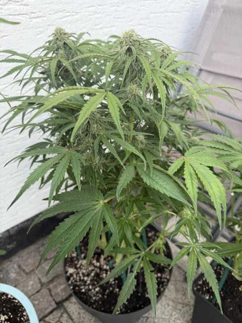 Milky Way F1 - RQS. Week 11