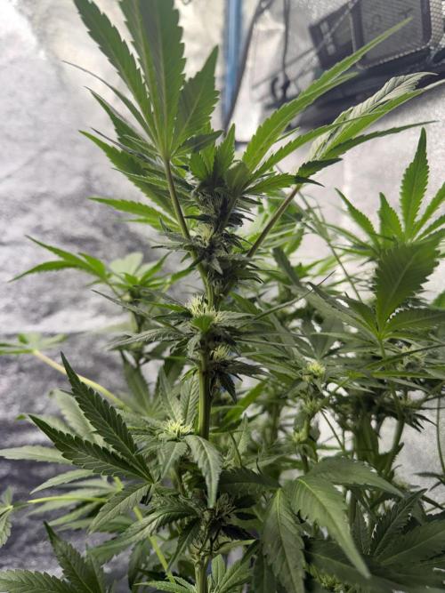 Eternity Cup 2026 - Sticky Brokkoli Auto. Week 11