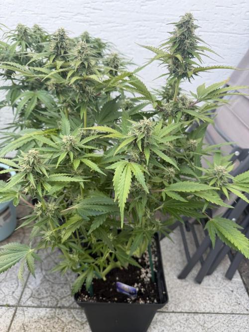 Eternity Cup 2026 - Sticky Brokkoli Auto. Week 11