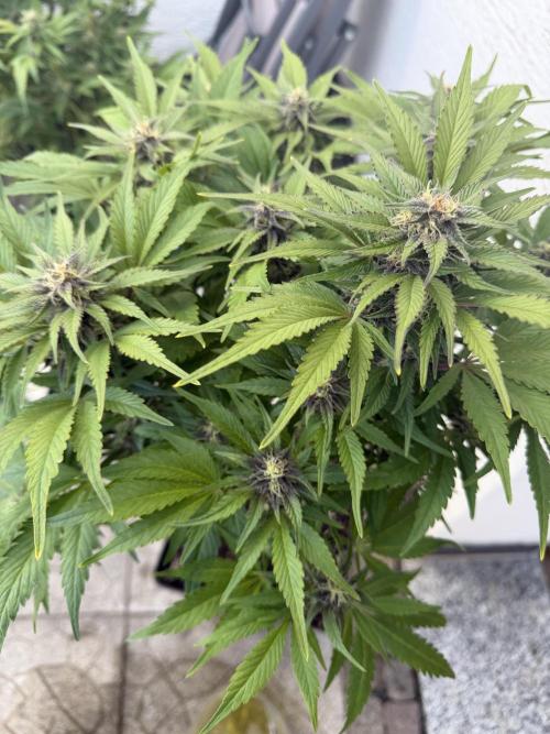 Eternity Cup 2026 - Sticky Brokkoli Auto. Week 11
