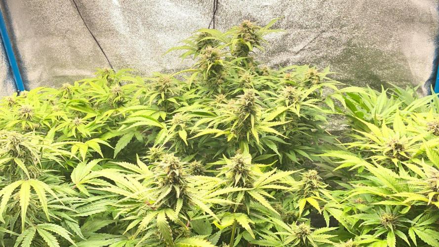 Permanent Marker - Auto Seeds. Week 12