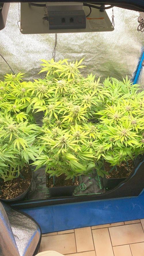 Permanent Marker - Auto Seeds. Week 12