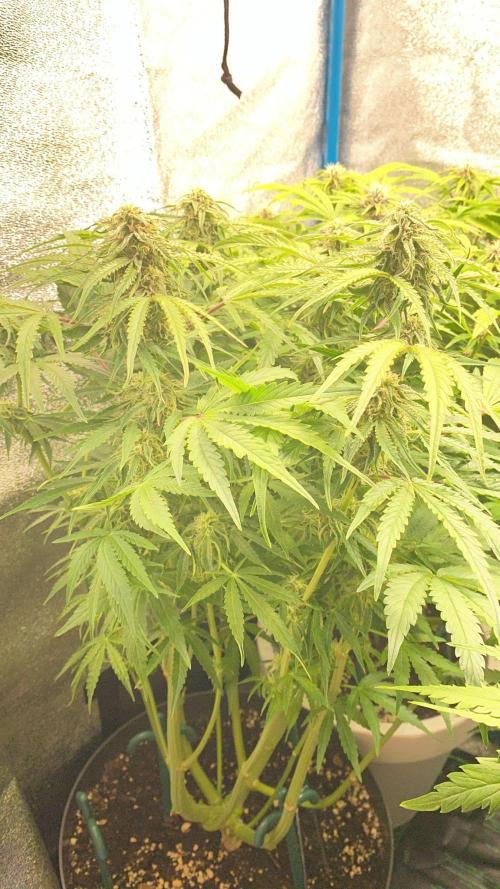 Milky Way F1 - RQS. Week 12