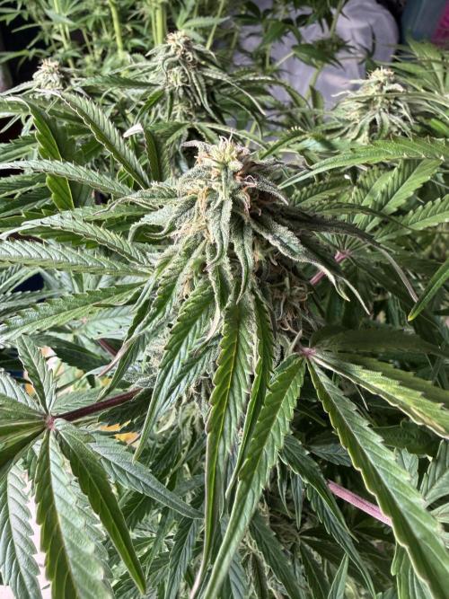 Milky Way F1 - RQS. Week 12
