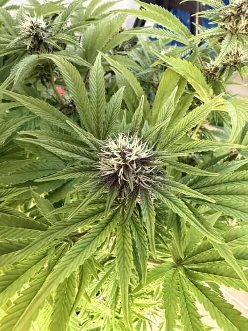 Permanent Marker - Auto Seeds. Week 12