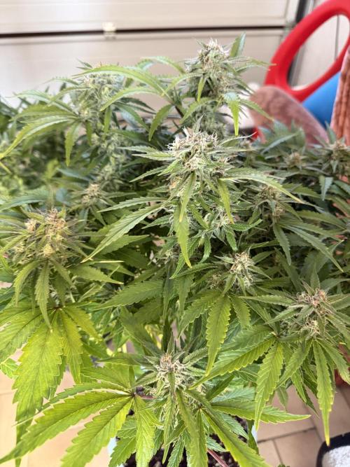 Permanent Marker - Auto Seeds. Week 12