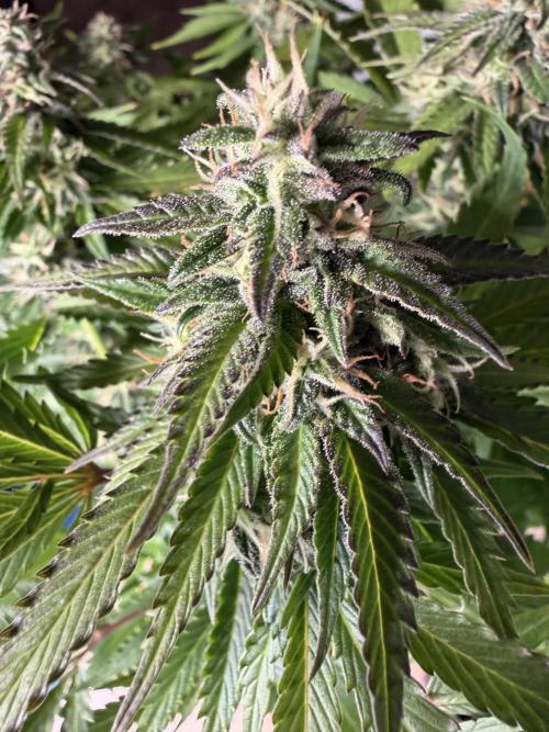 Eternity Cup 2026 - Sticky Brokkoli Auto. Week 11