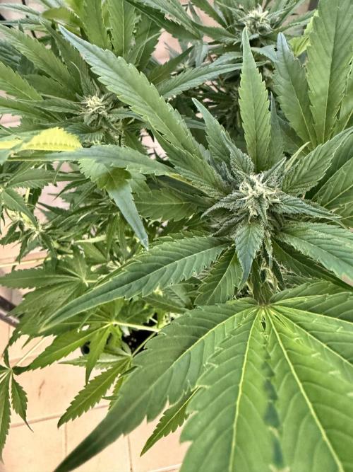 Eternity Cup 2026 - Sticky Brokkoli Auto. Week 11