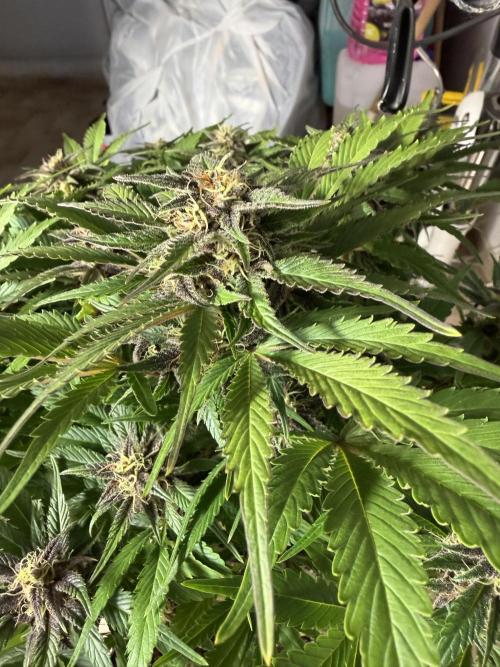Eternity Cup 2026 - Sticky Brokkoli Auto. Week 11