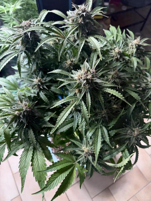 Permanent Marker - Auto Seeds. Week 13
