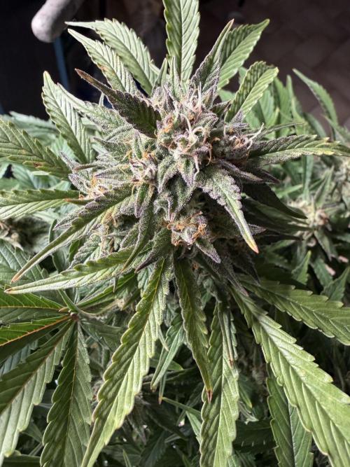 Permanent Marker - Auto Seeds. Week 13