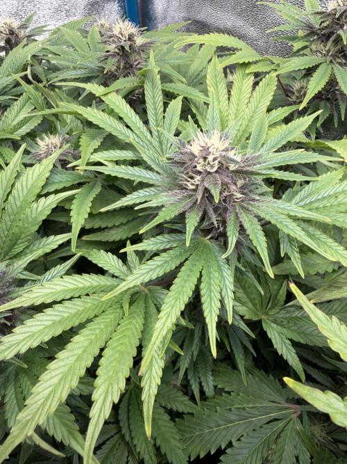 Permanent Marker - Auto Seeds. Week 13