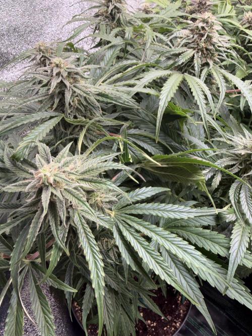 Milky Way F1 - RQS. Week 13