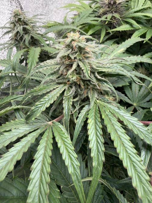 Milky Way F1 - RQS. Week 13