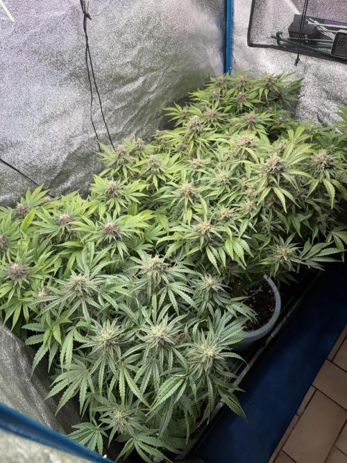 Milky Way F1 - RQS. Week 13