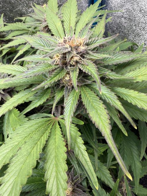 Eternity Cup 2026 - Sticky Brokkoli Auto. Week 12