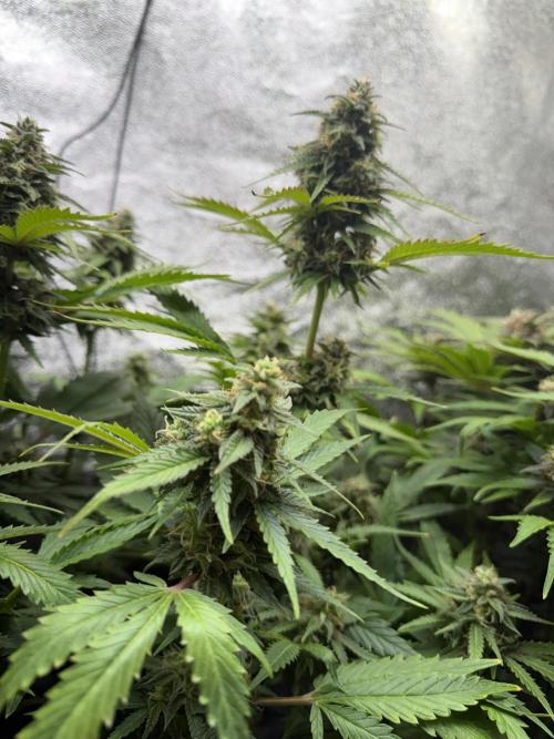 Eternity Cup 2026 - Sticky Brokkoli Auto. Week 12