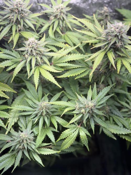 Eternity Cup 2026 - Sticky Brokkoli Auto. Week 12