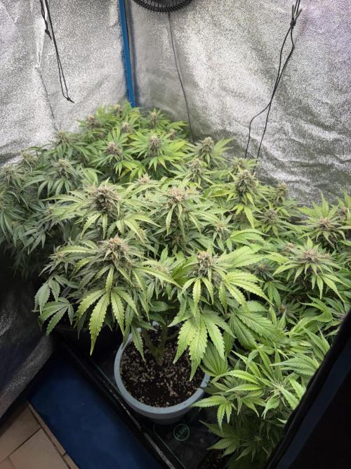 Eternity Cup 2026 - Sticky Brokkoli Auto. Week 12