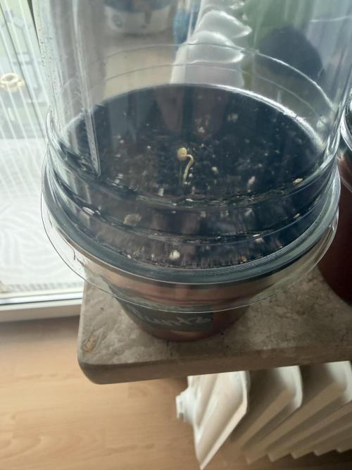 420 - Guava Runtz. Week 0