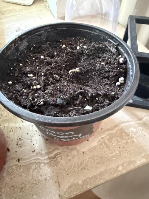 420 - Lemon Cherry Cookies. Week 0