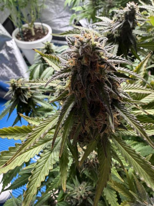 Eternity Cup 2026 - Sticky Brokkoli Auto. Week 13